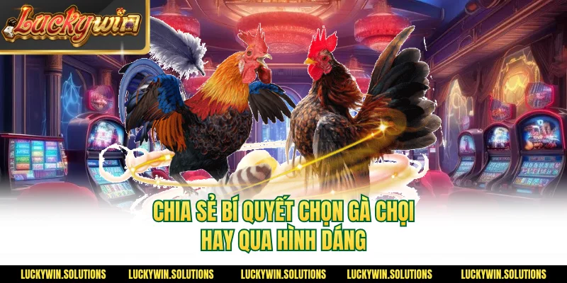 Chia sẻ bí quyết chọn gà chọi hay qua hình dáng